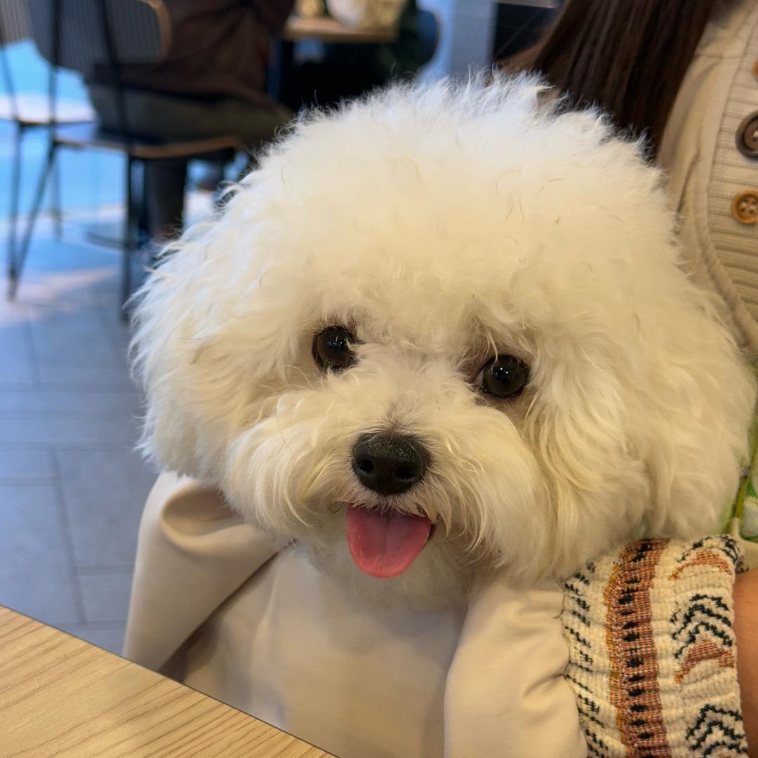 甜圈儿
