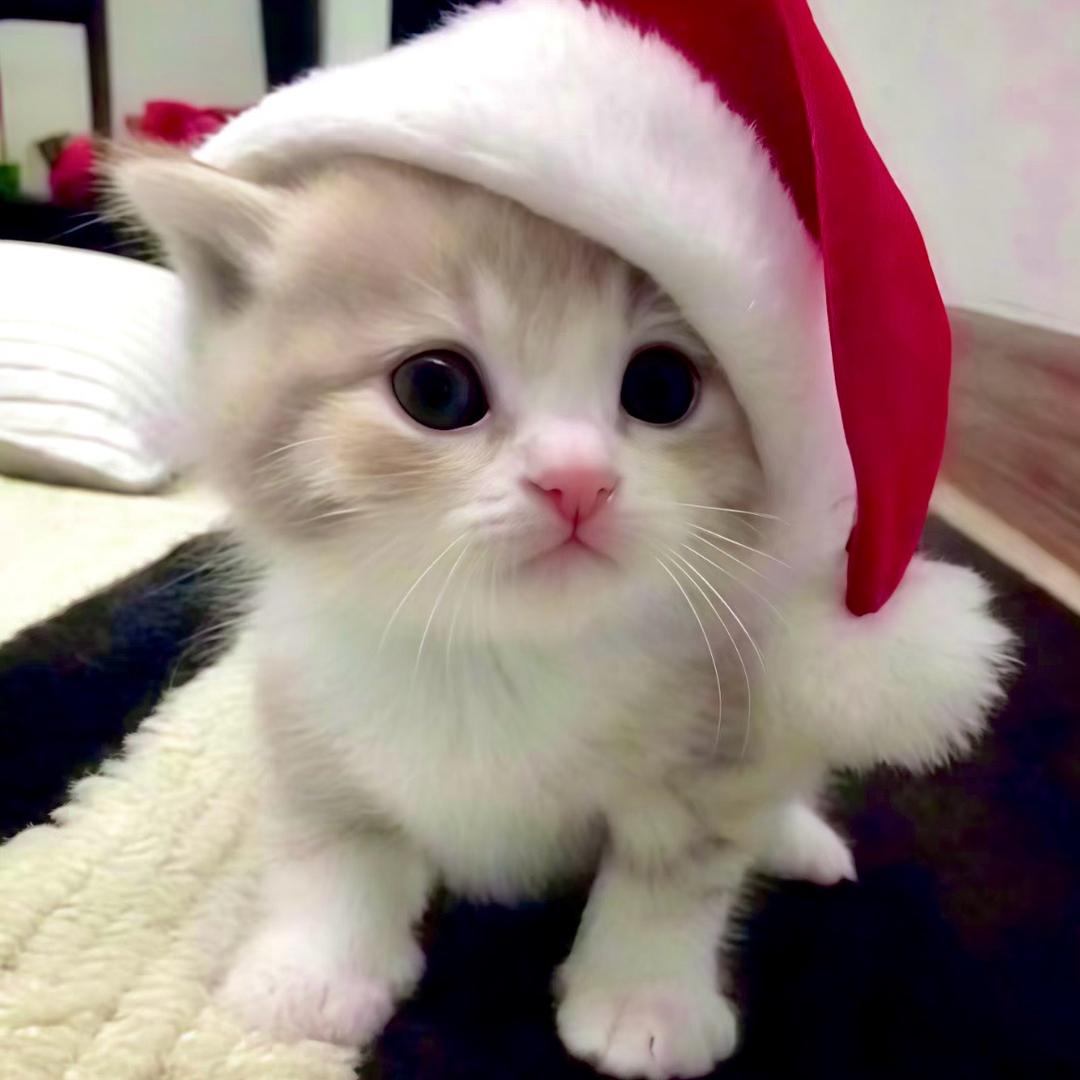 我睡醒就统治世界