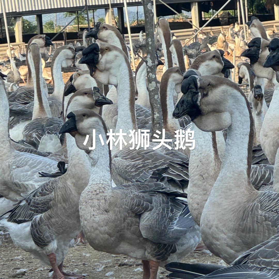 澄海小勤狮头鹅种养场