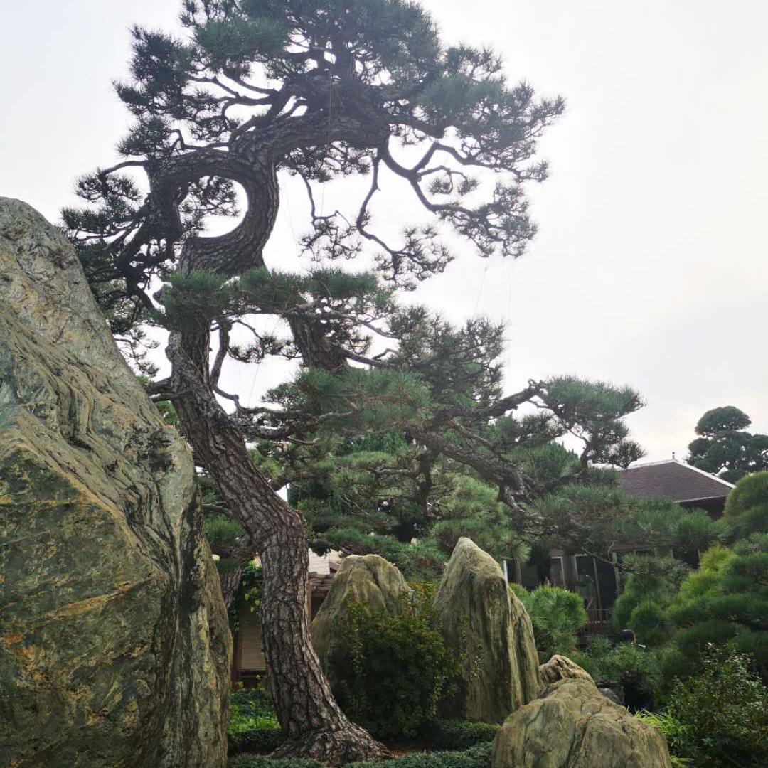 金华市金东区辰竹苗木经营部