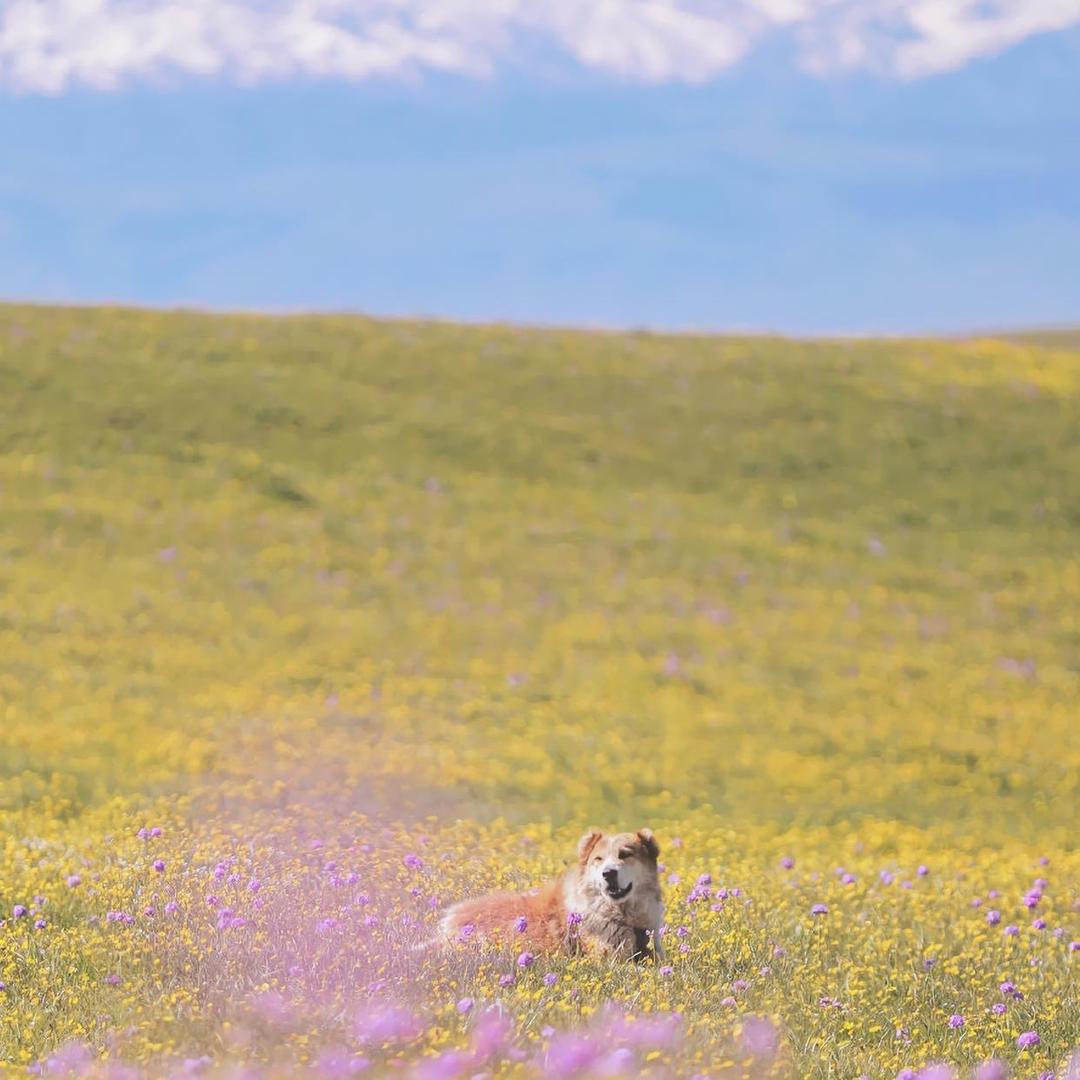 哆啦梦的竹蜻蜓