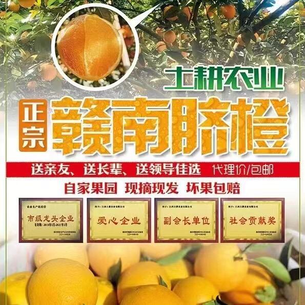 赣南脐橙（自家果园）-诚招代理