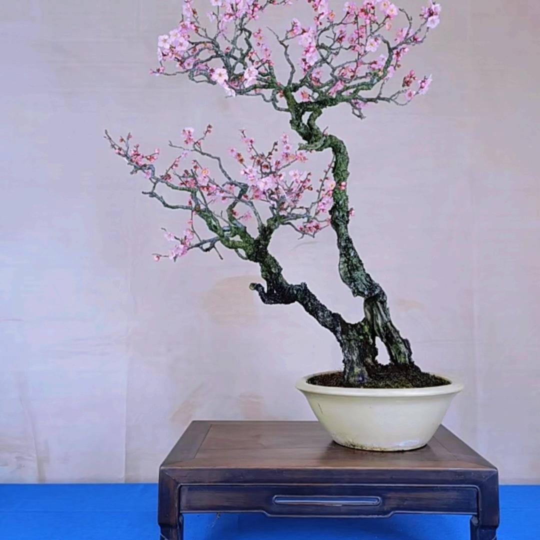 宝之丽梅花盆景园