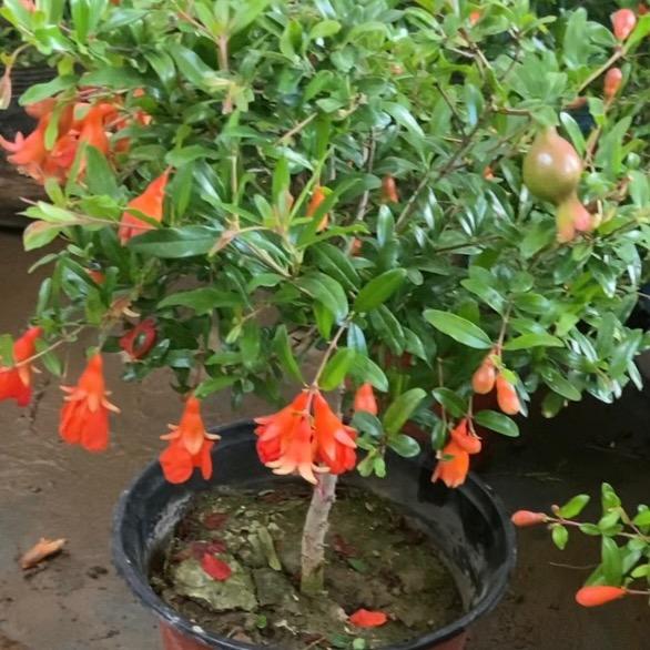 艺凡花卉