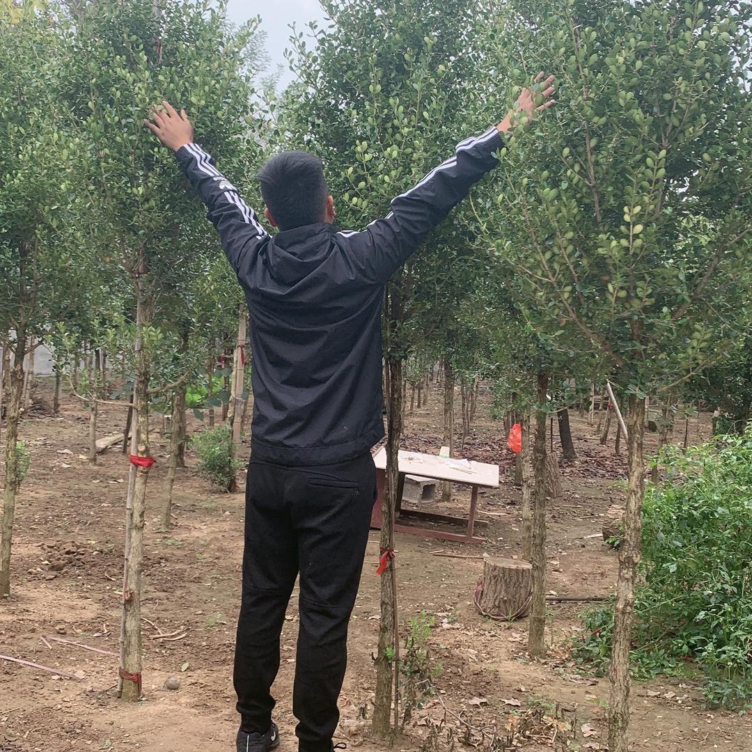 大草原精品黄杨树