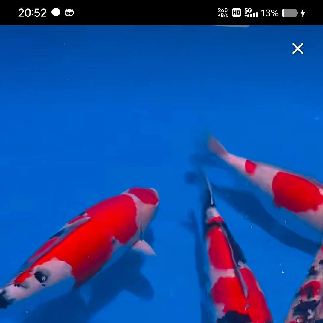 连云港苏港锦鲤(王）