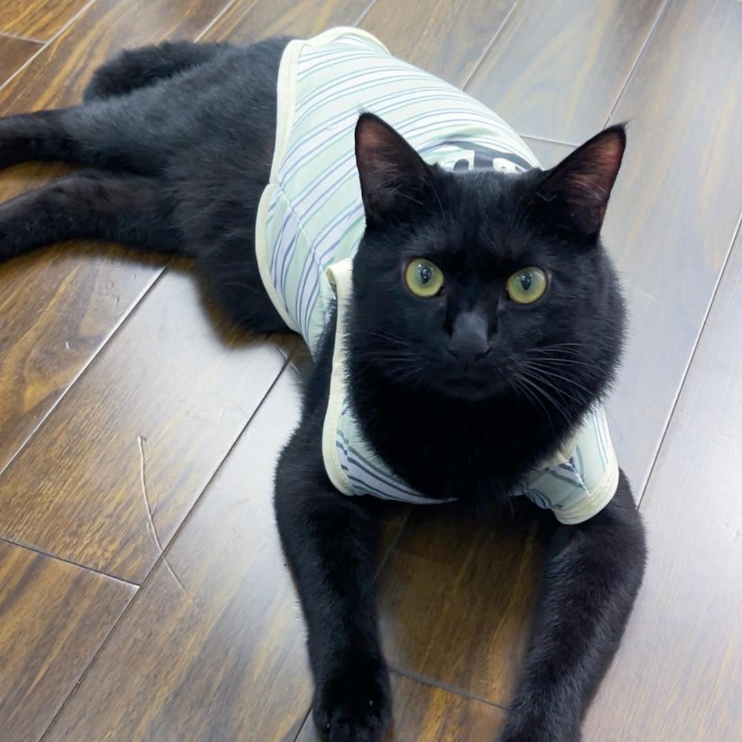 小汤圆宠物用品