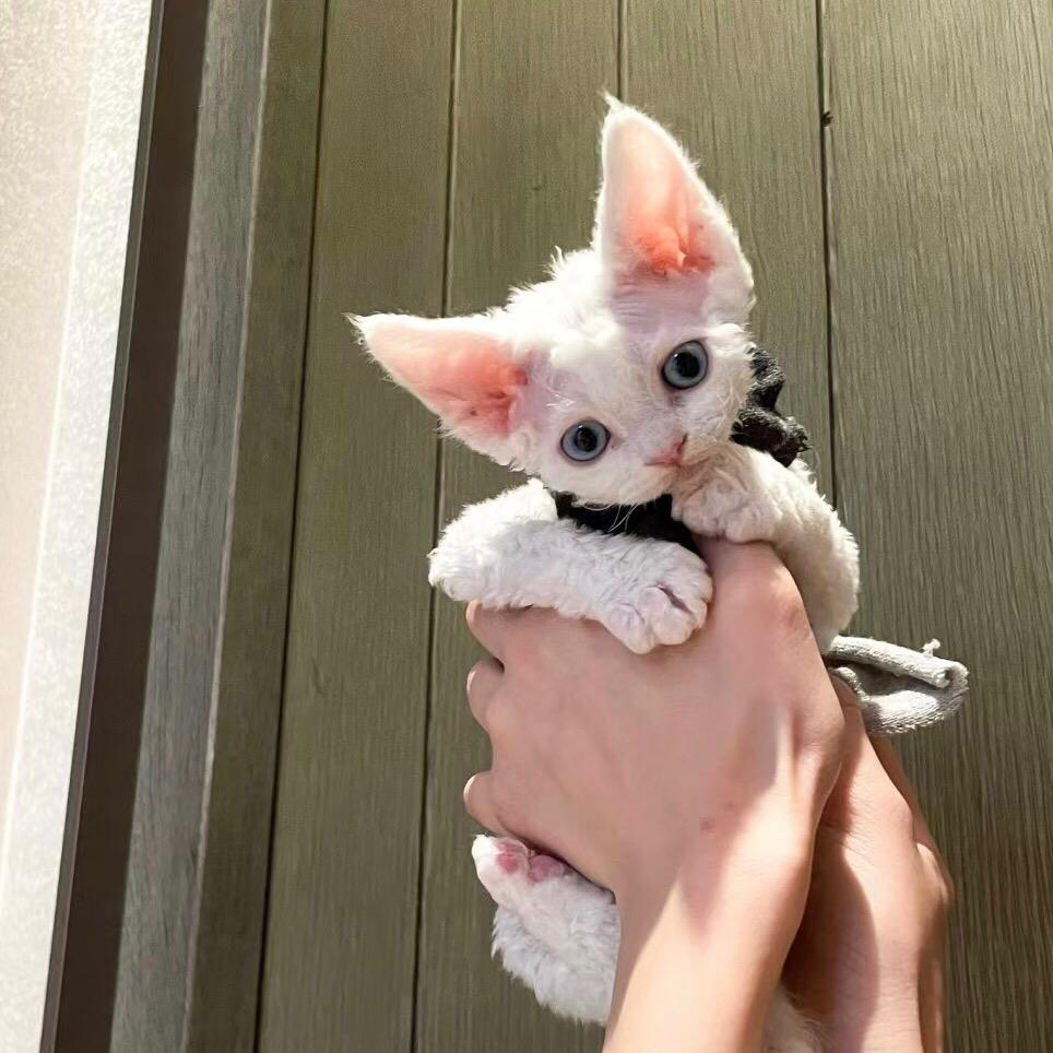 宠它