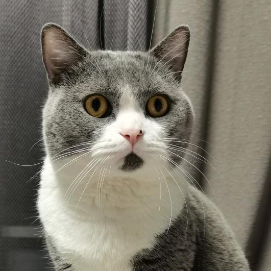 家有神兽两小只