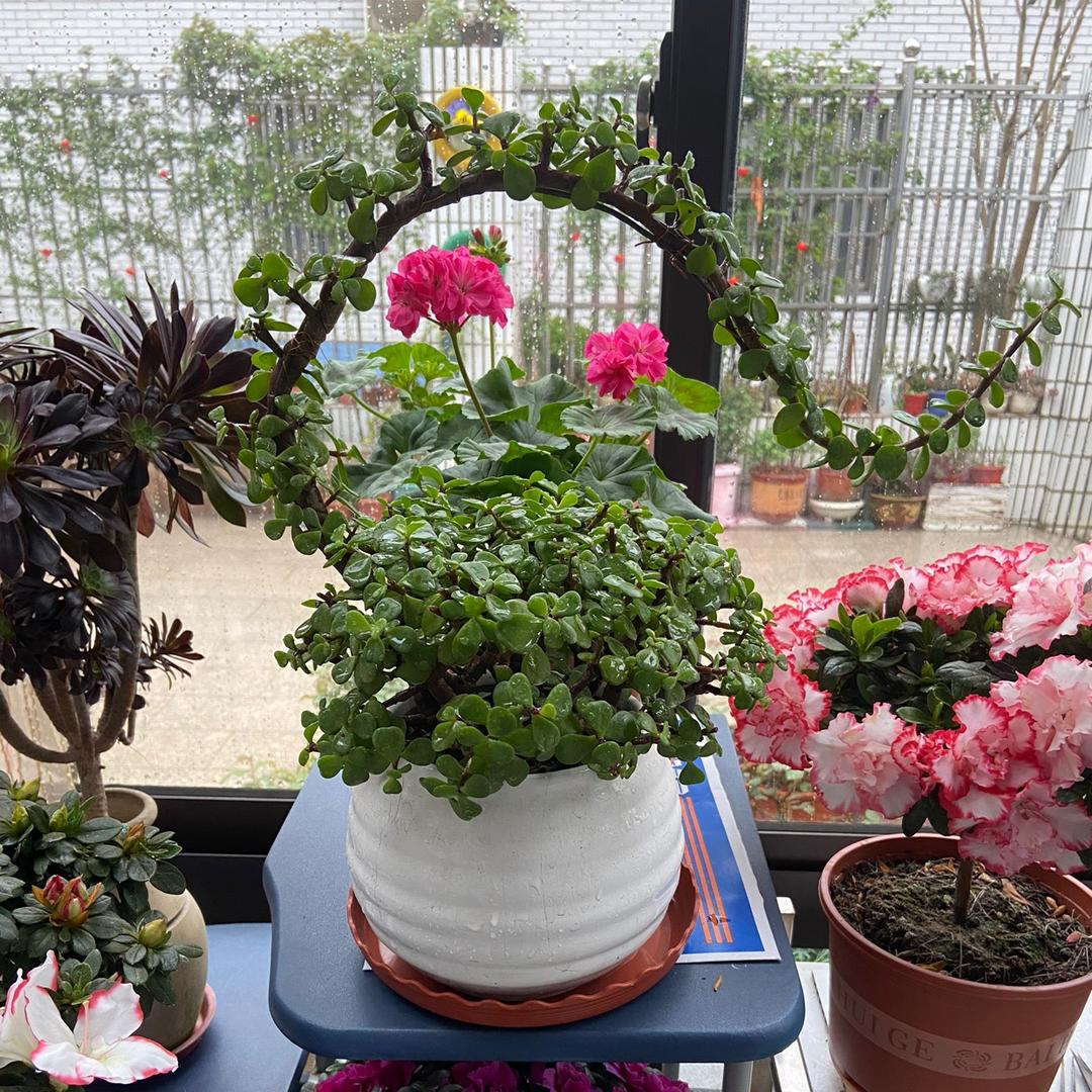 ❤️养🌹的琴