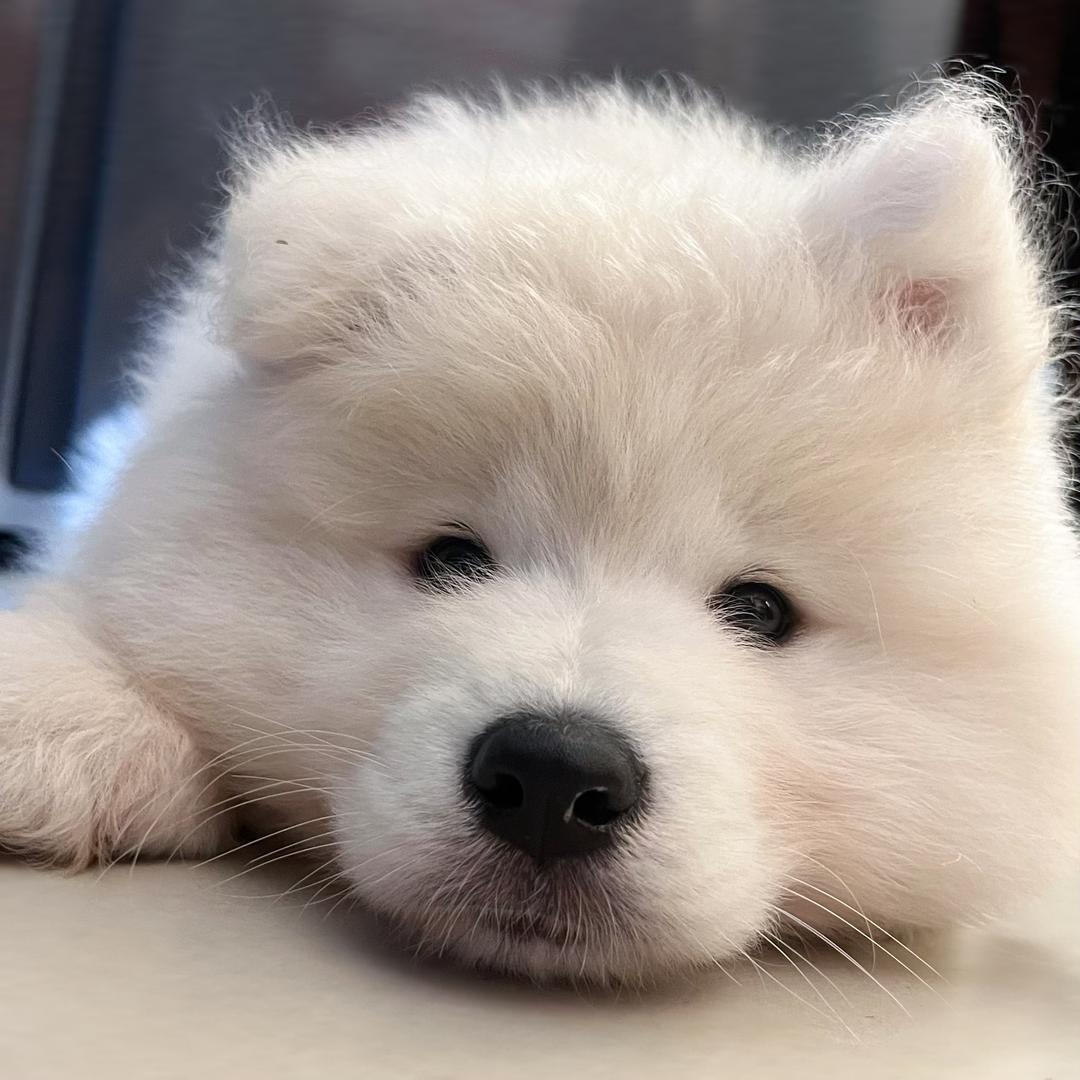 可爱小饼