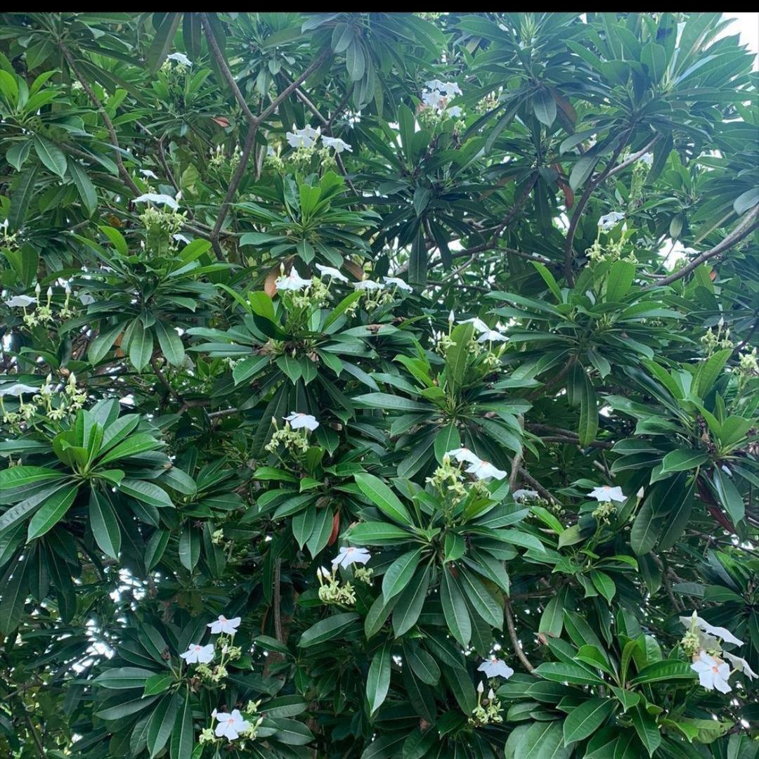栀子花开