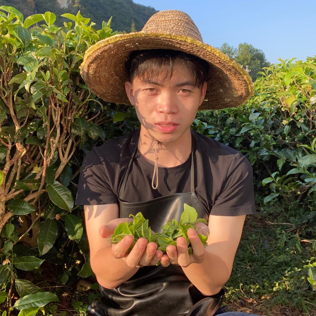 三代茶农小苗