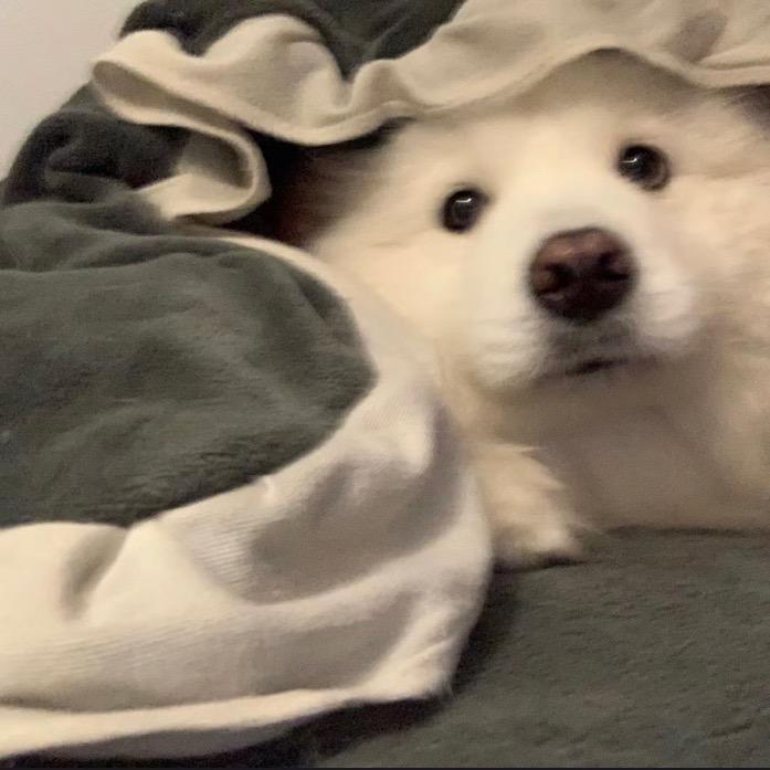 懒🐑🐑
