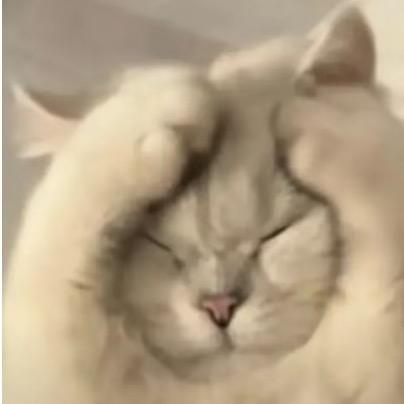 🌈 猪猪碰头～