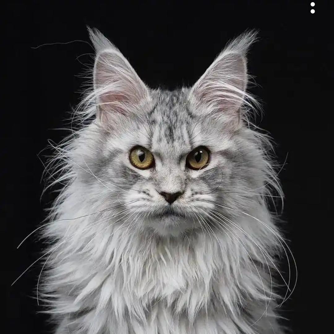 猫不易（猫总严选）