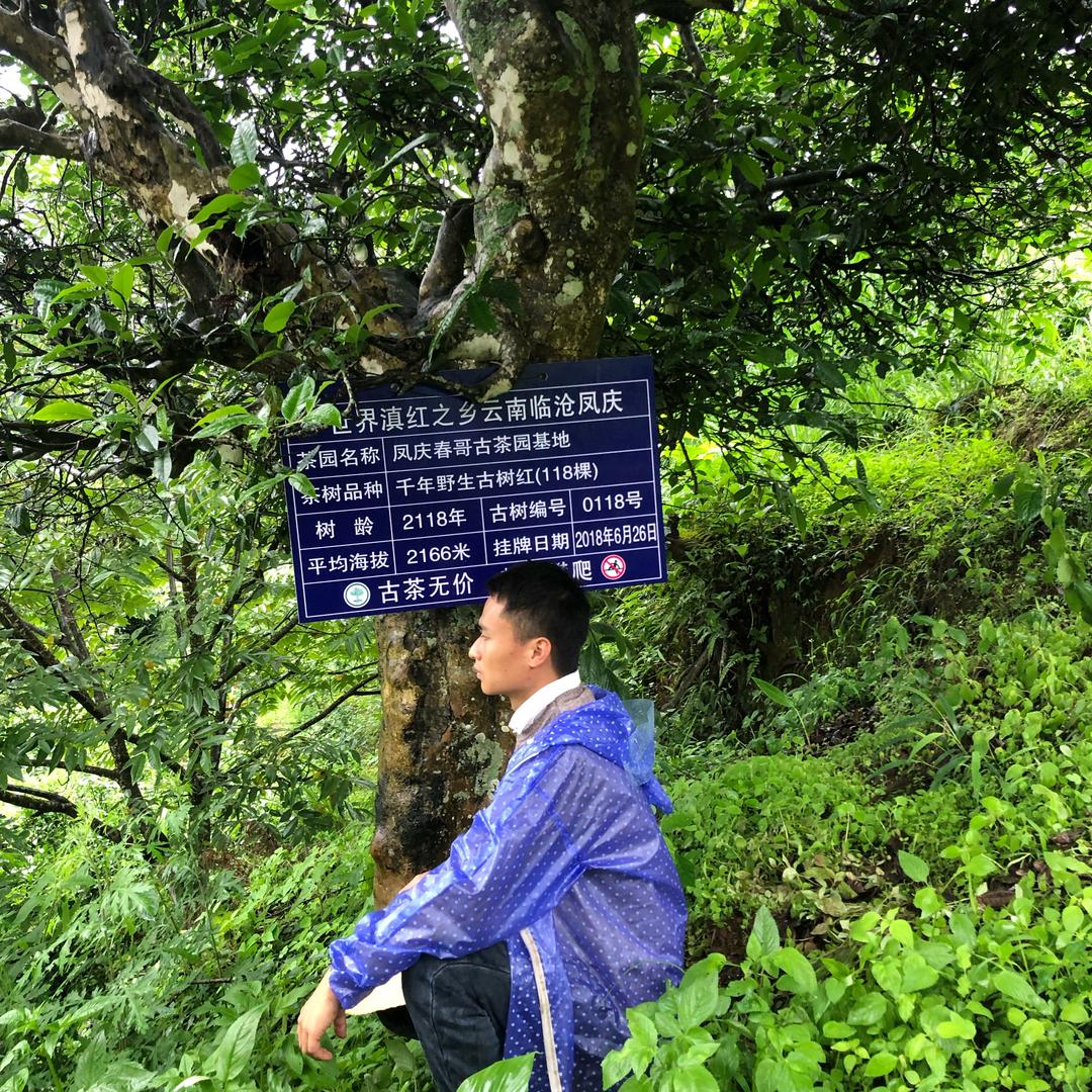 滇红茶农春哥茶叶