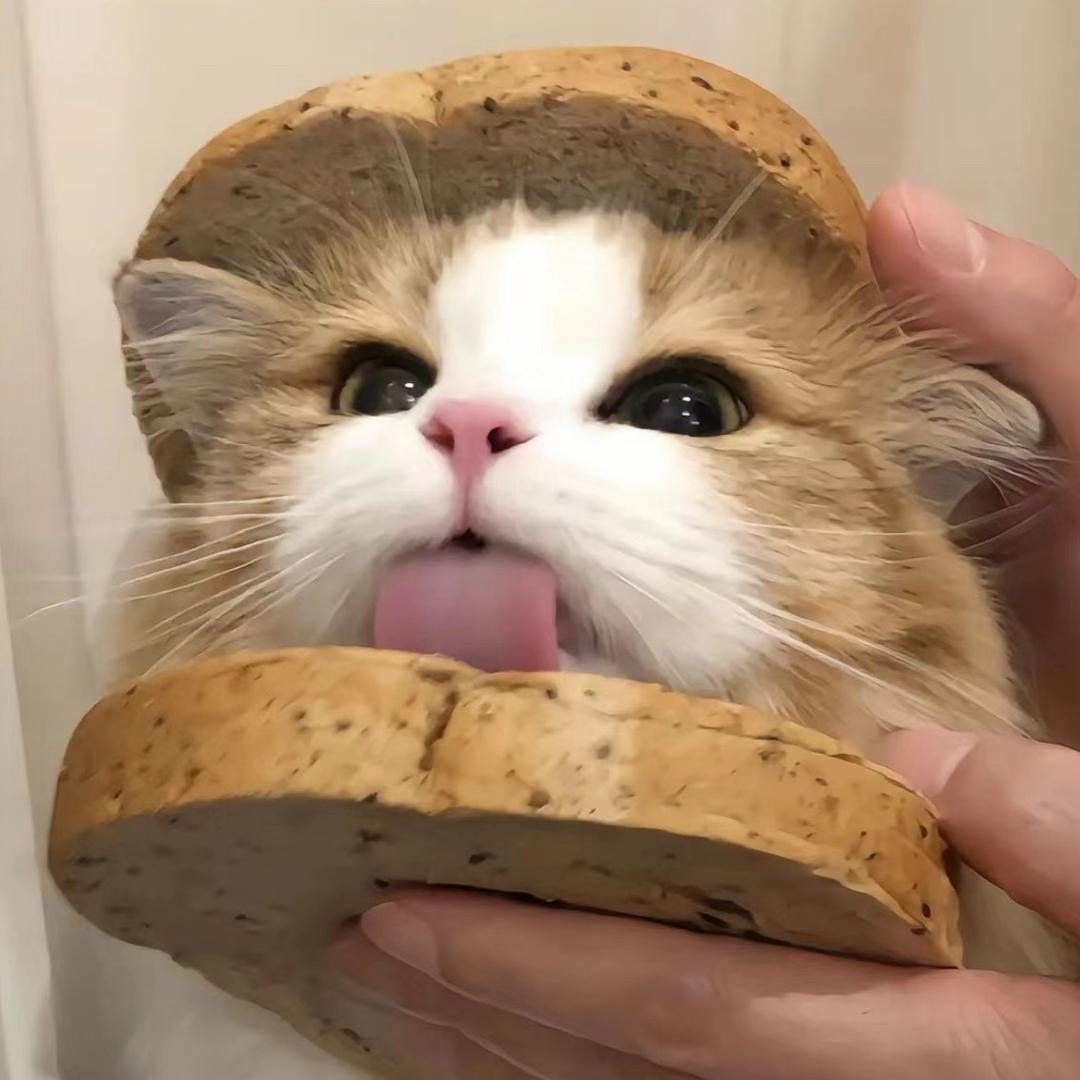 猫猫^