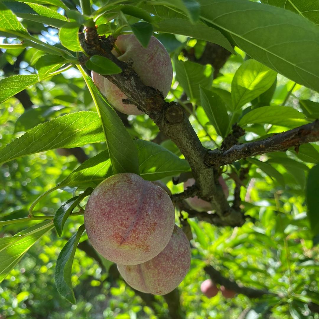 猫妹妹爱水果🍉
