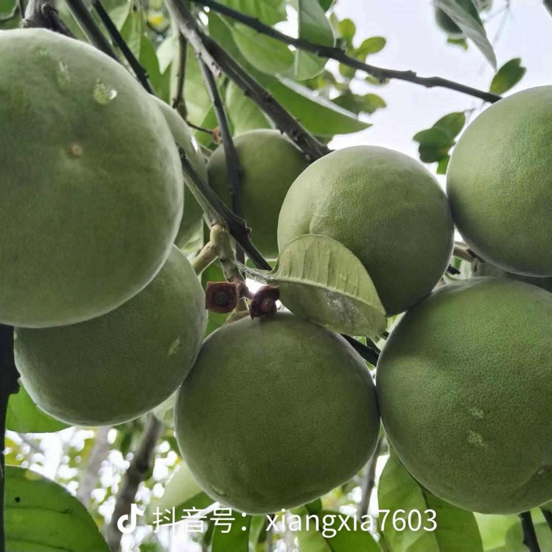 化橘红·化州市平定镇种植基地批发
