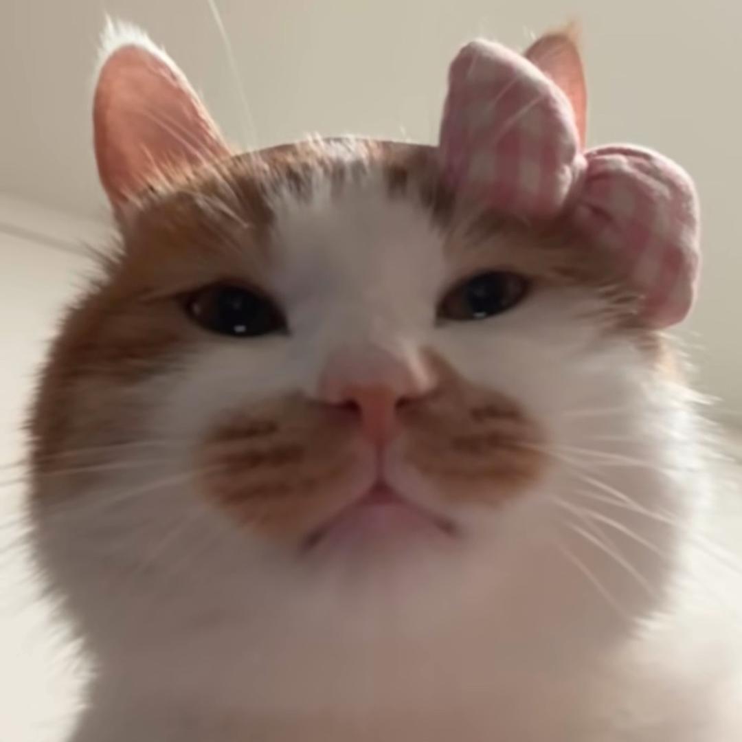 机器猫小姐
