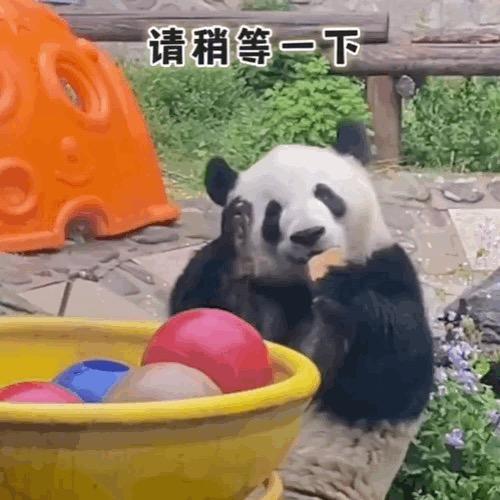 蚩尤寻熊猫