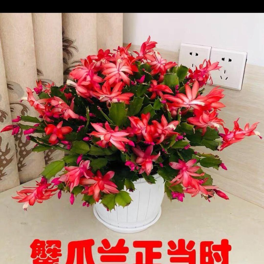 四季家的蟹爪兰