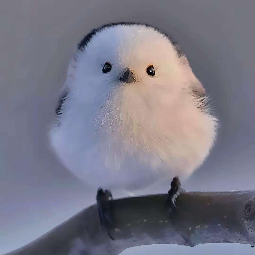 大圣弟弟·流汁大宽粉