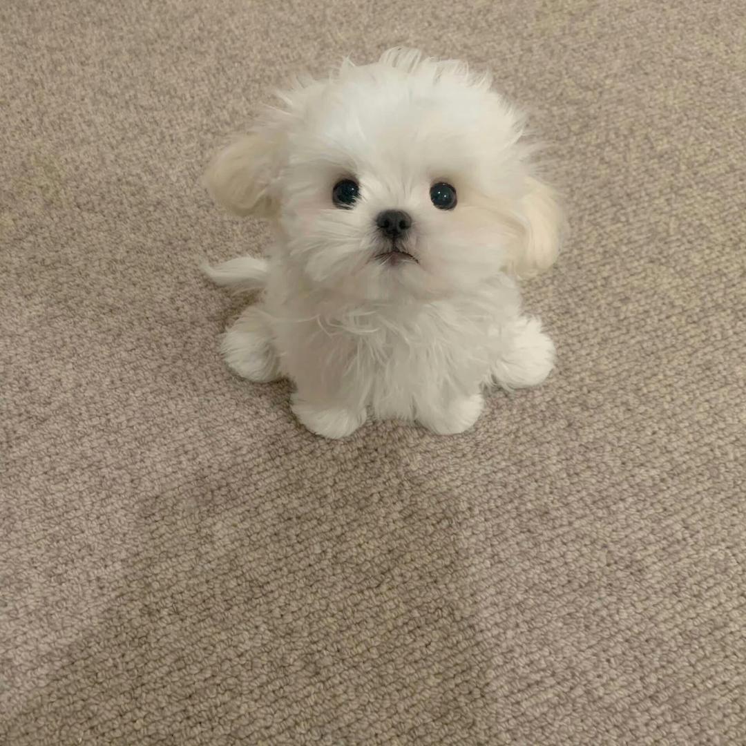 EMO.小美
