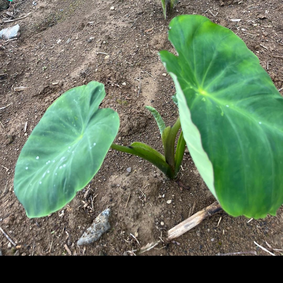 芋头小西施