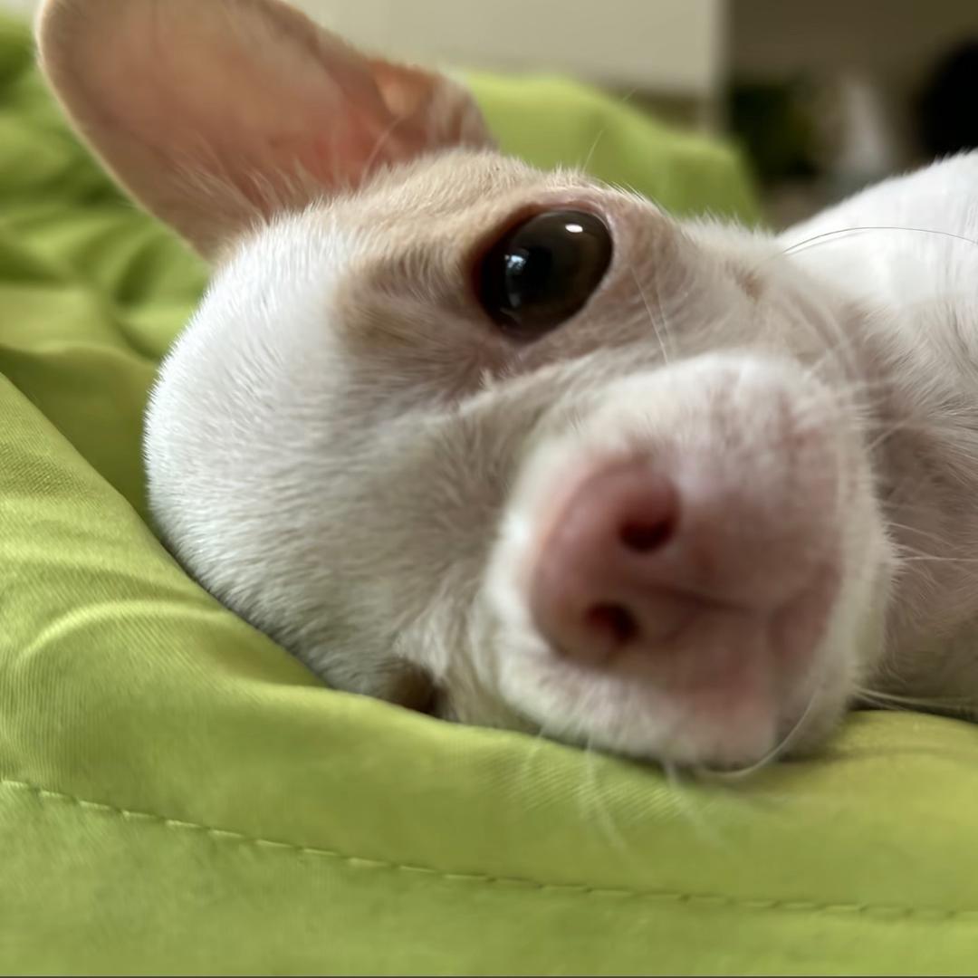 僵尸