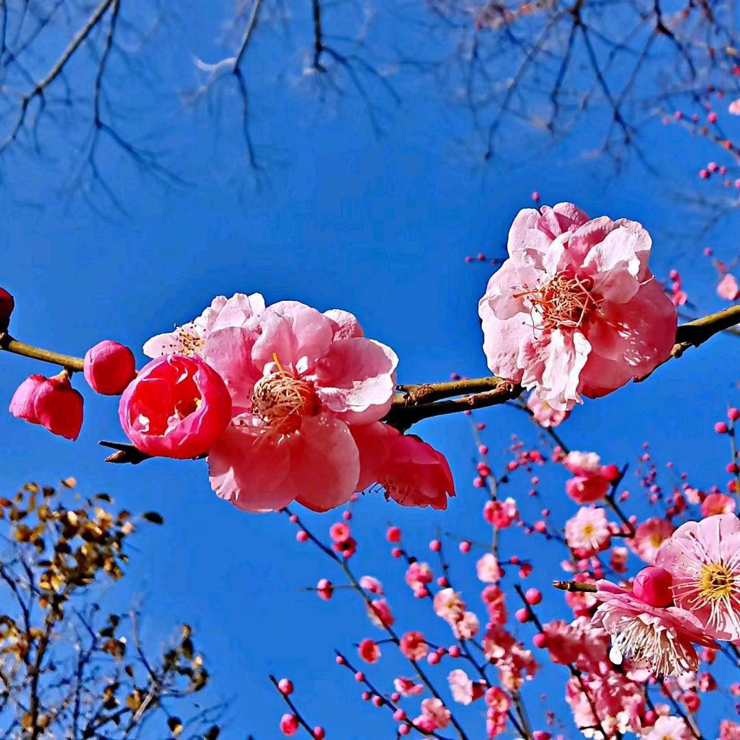 诗园（张兰林）