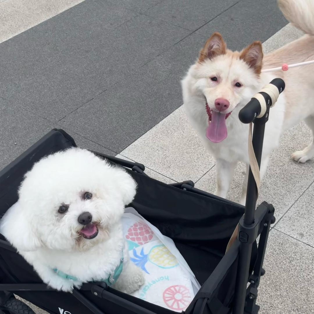 冷酷番茄酱大王