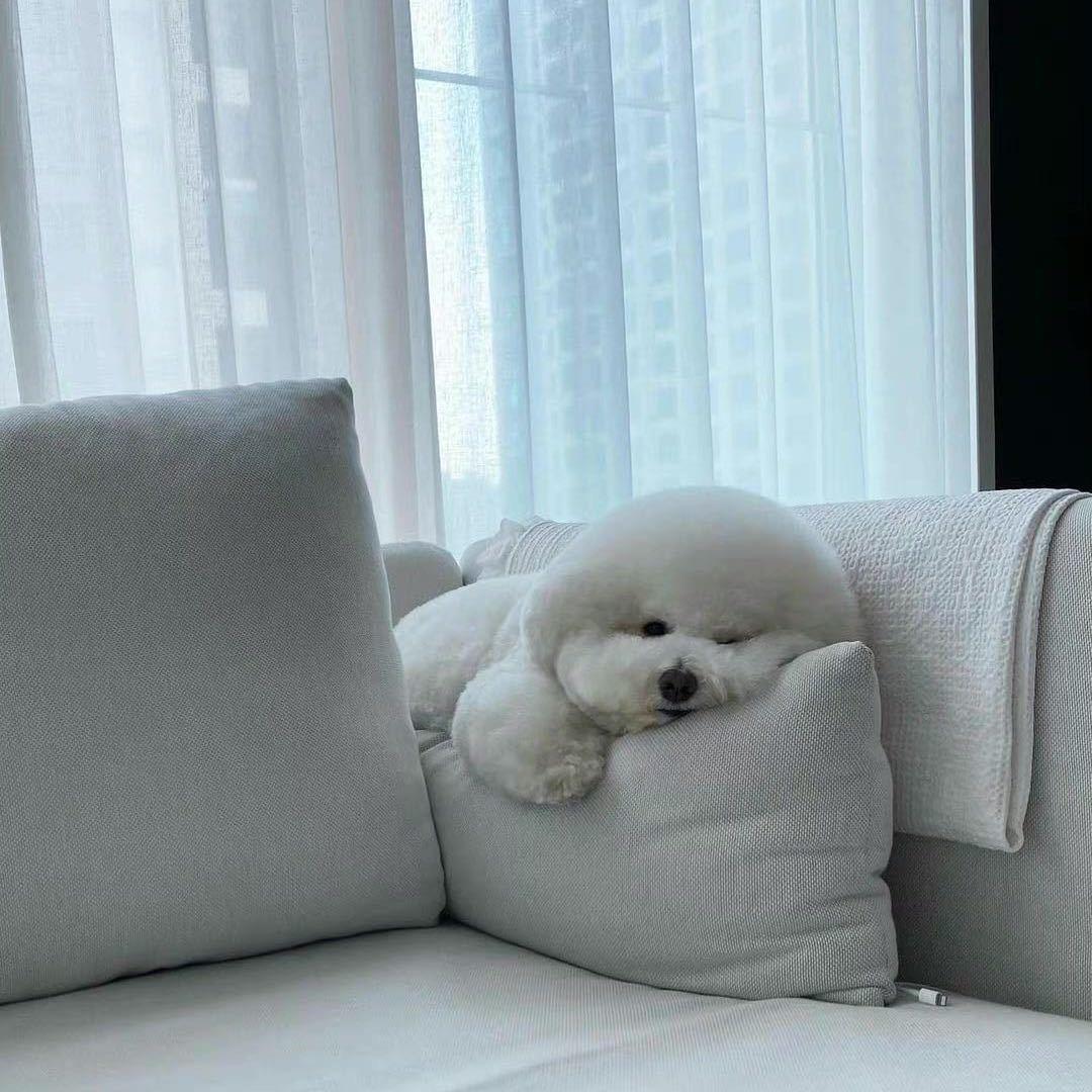 我真的想睡觉