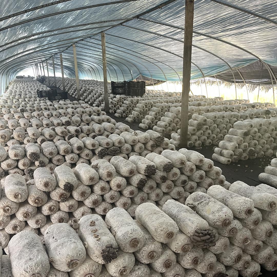 食用菌平菇小店