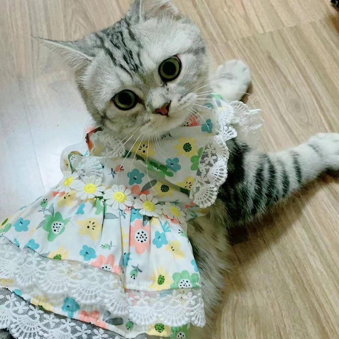琪的猫咪