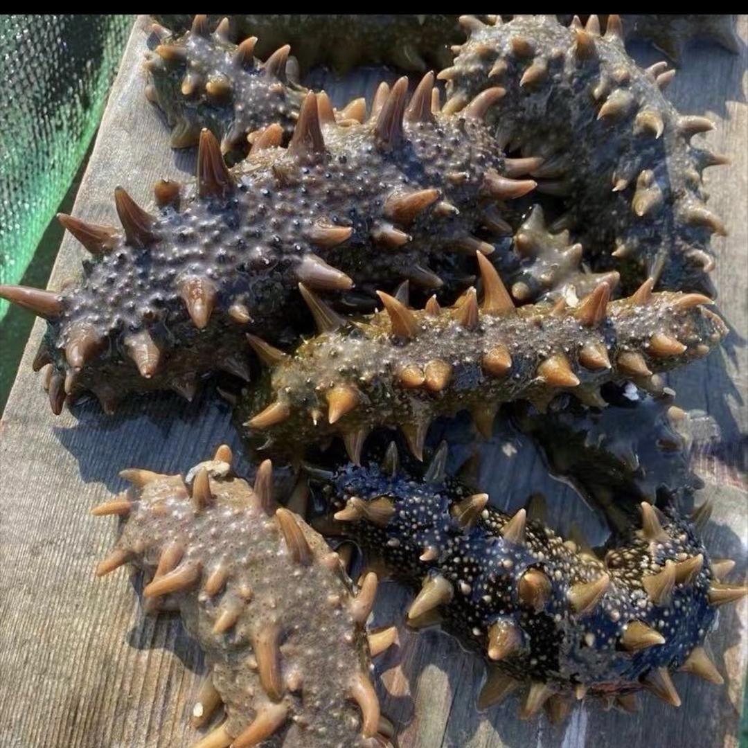 东林芯选海参