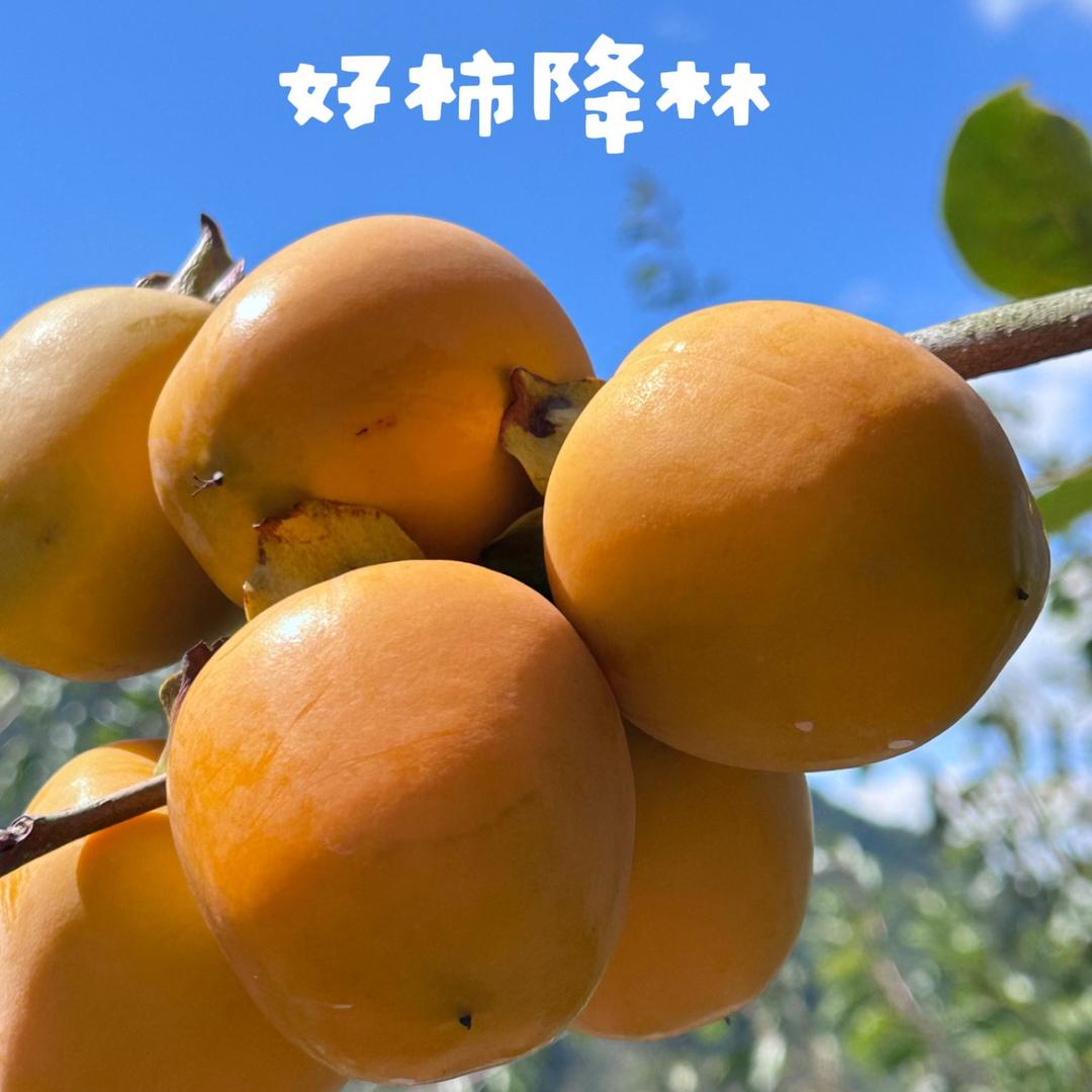 陆榕水果百货严选店