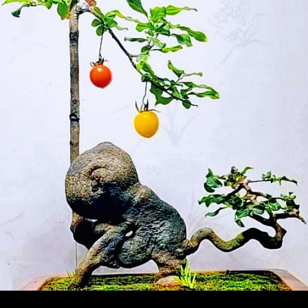 彝圸沟金弹子