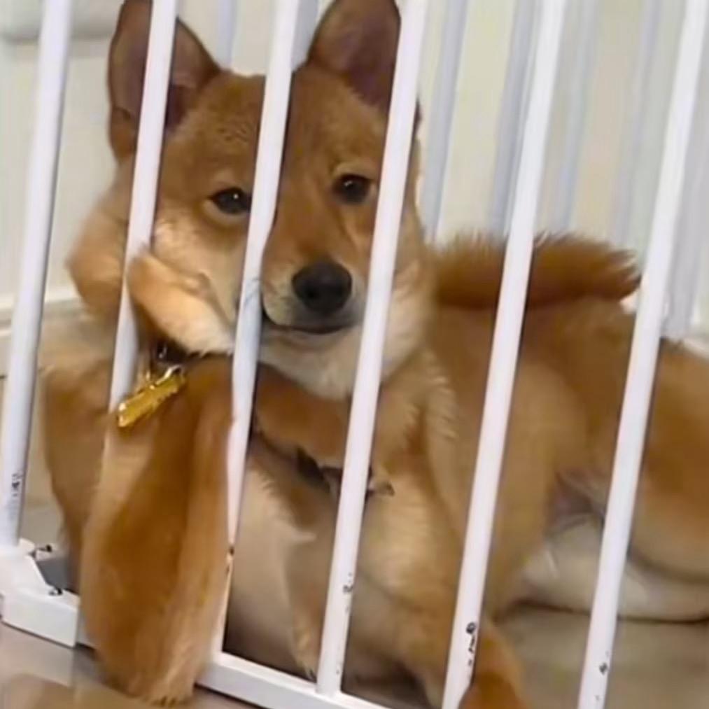 拦不住的小卡拉米