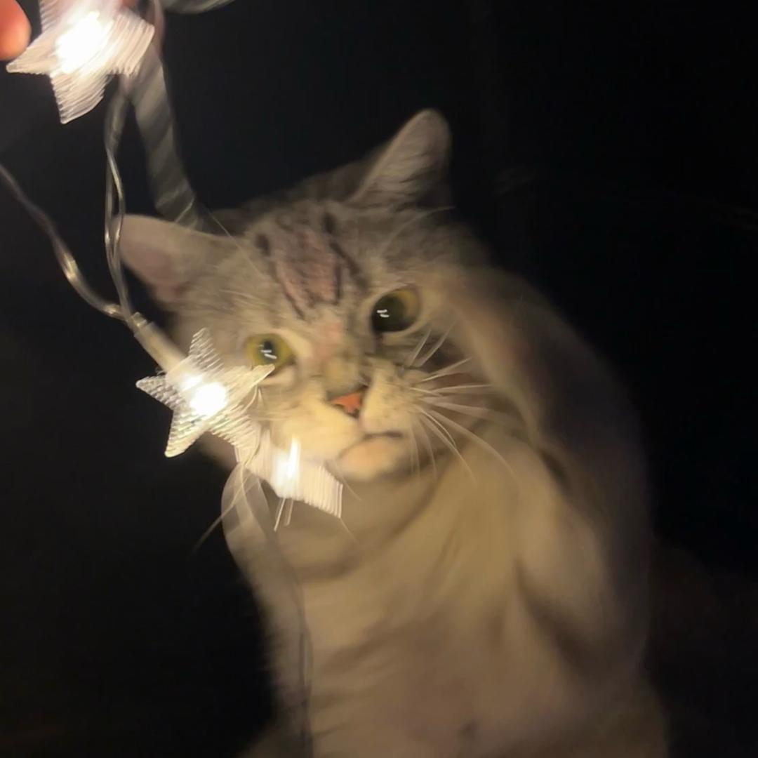 哽叽小公猫（有蛋版