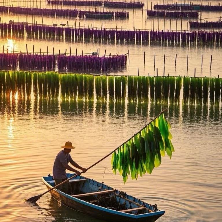福建霞浦海带