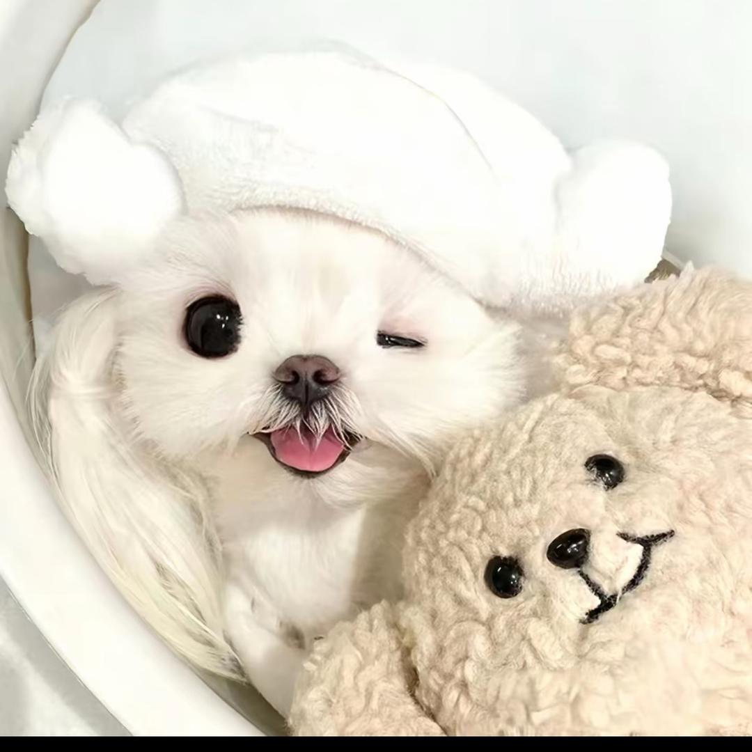 派派大星