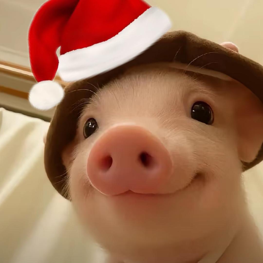 小狗没有黑眼圈