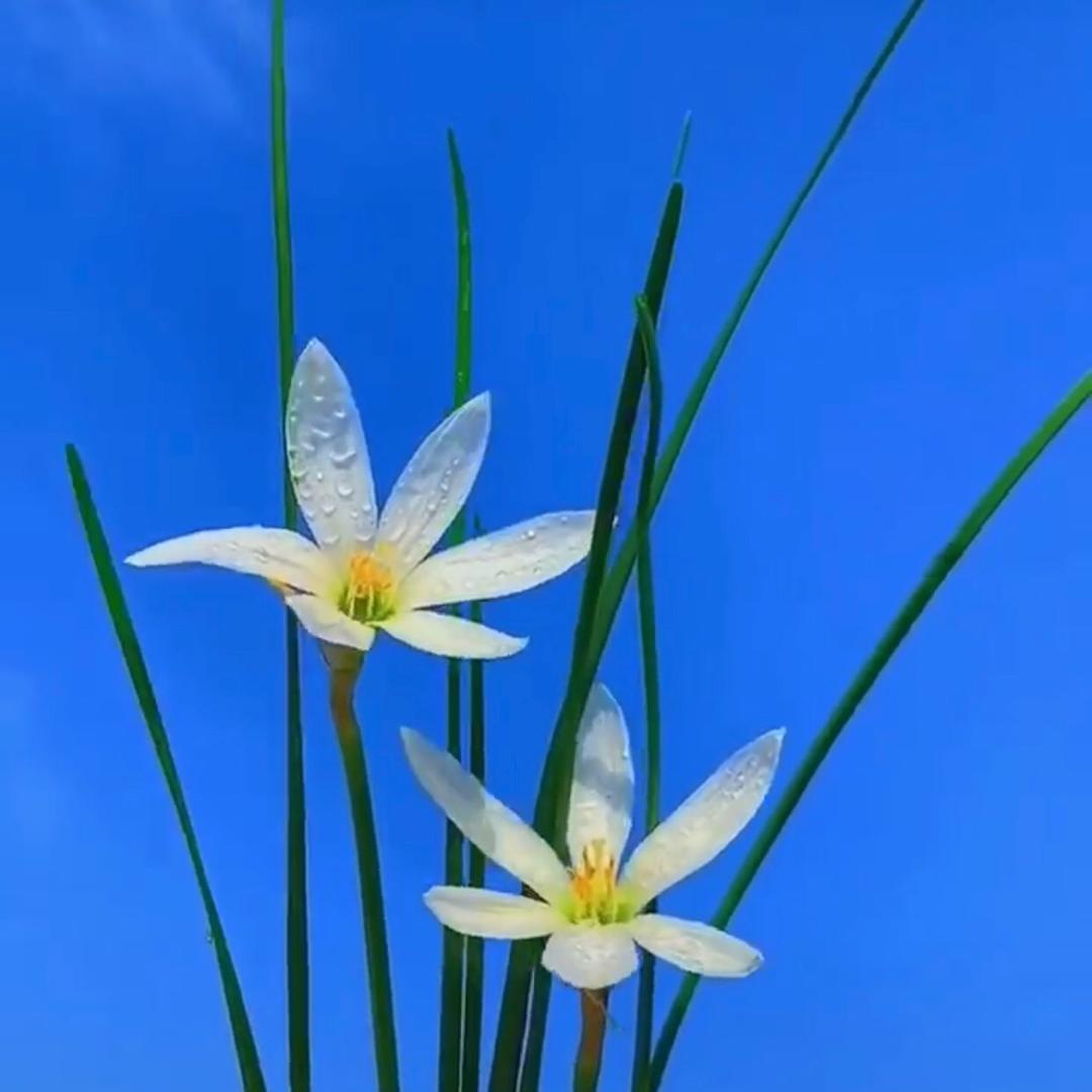 ༺༃扶摇༈直上ༀཽ༊