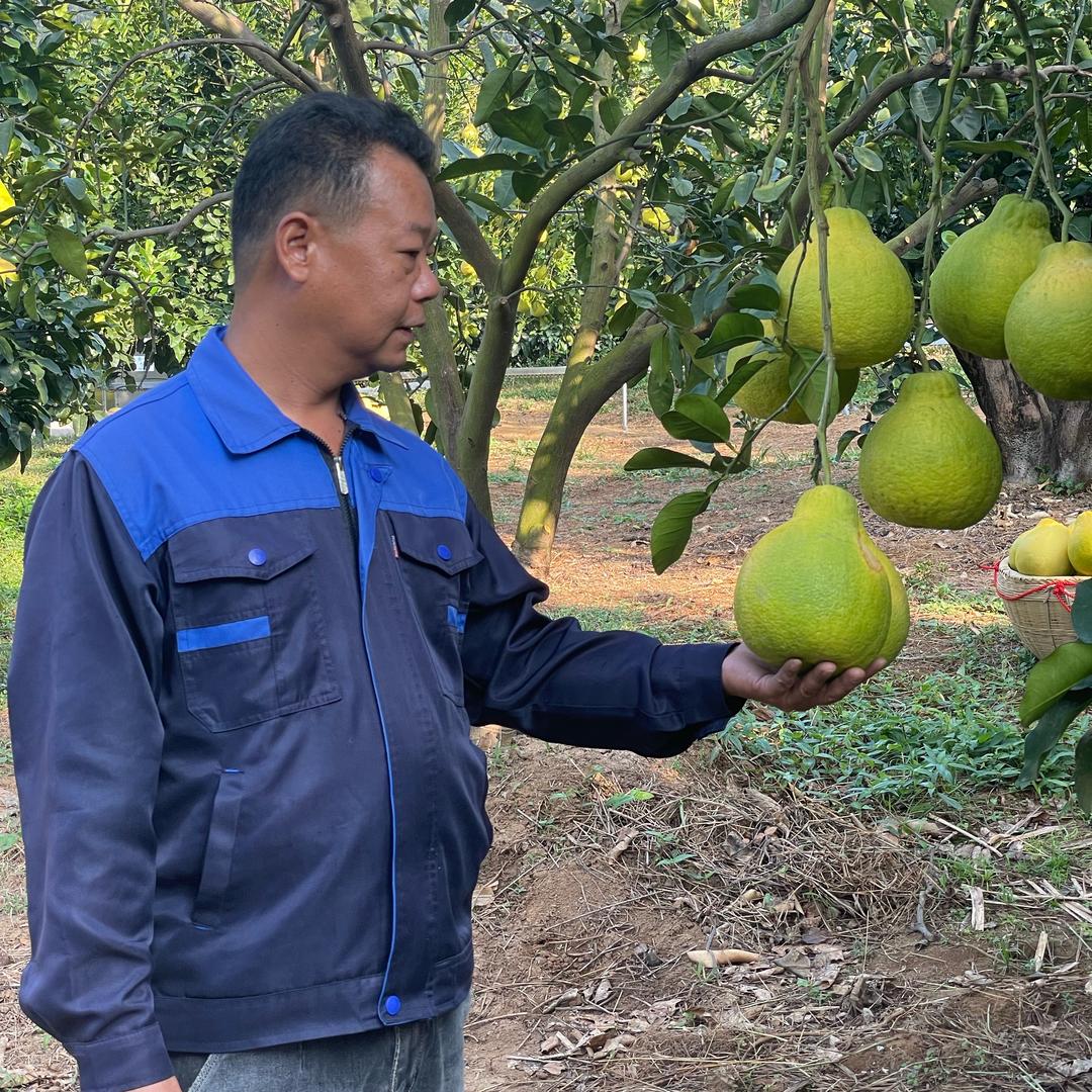 梅州南福金柚宏哥（沙田柚果农直发）