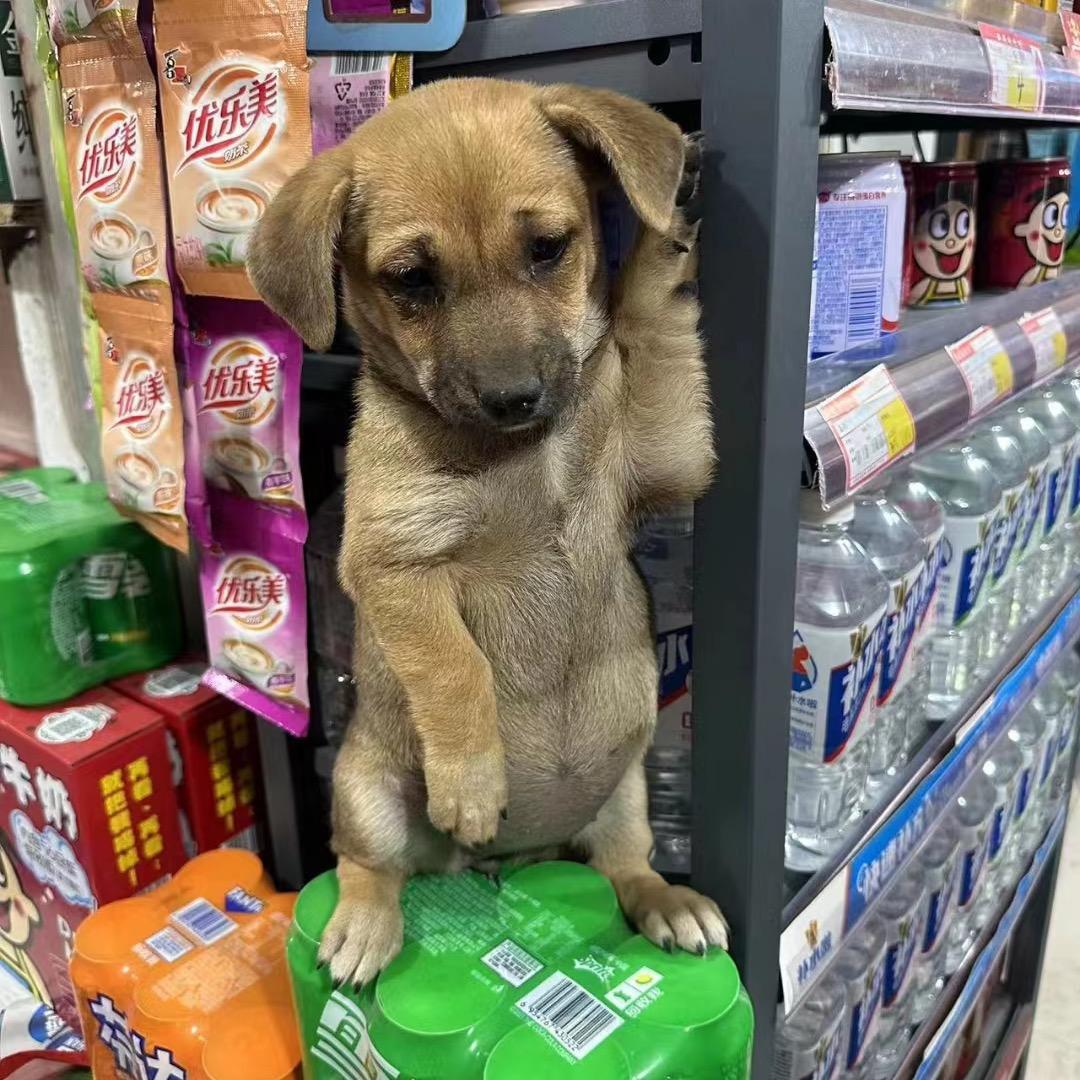 皮蛋十一小熊都是狗，奶茶猫。