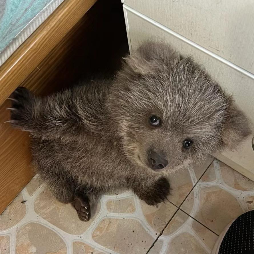 🍕😺爱吃汉堡豆腐的荔枝🐶🎀