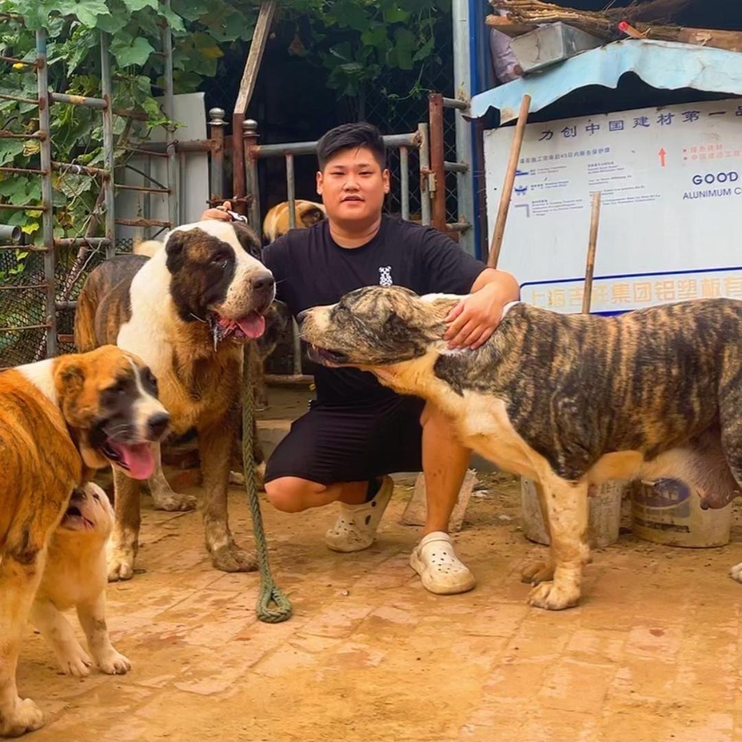 中亚牧羊犬保种场