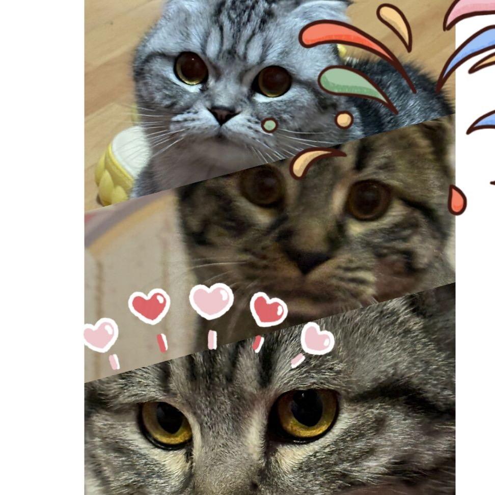 毛孩子想过好日子💕